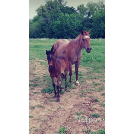 RECOVERED Horse - Red Roan mare & Bay Roan Colt